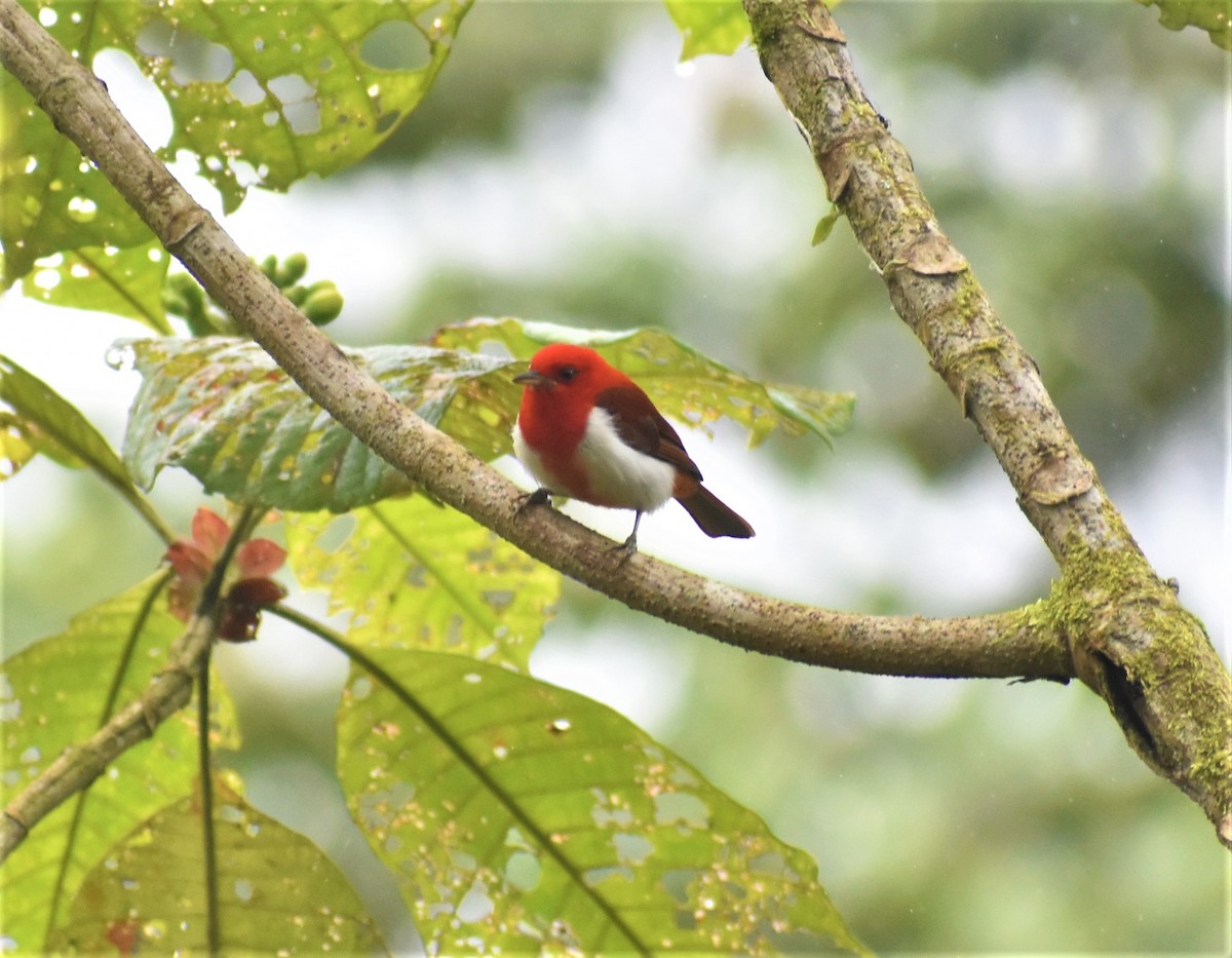 Scarlet-and-white Tanager - ML428376781