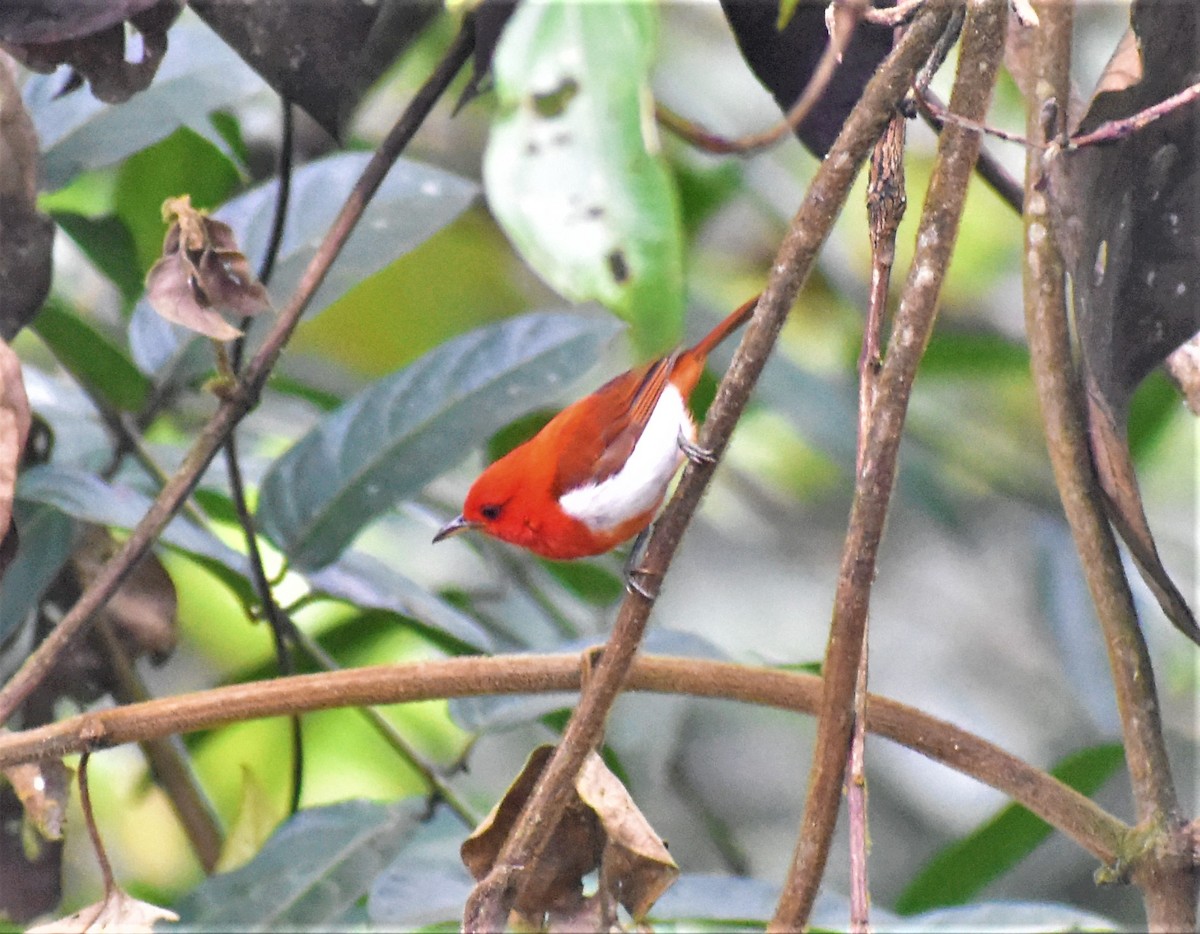 Scarlet-and-white Tanager - ML428376921