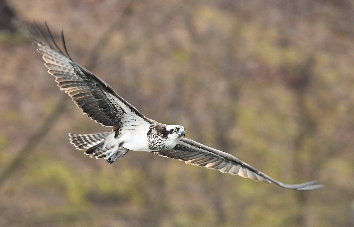 Загасч явлаг - ML428379391