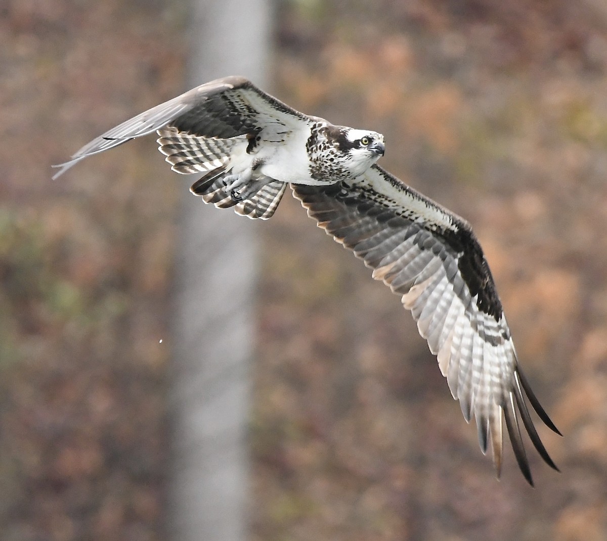 Загасч явлаг - ML428379401