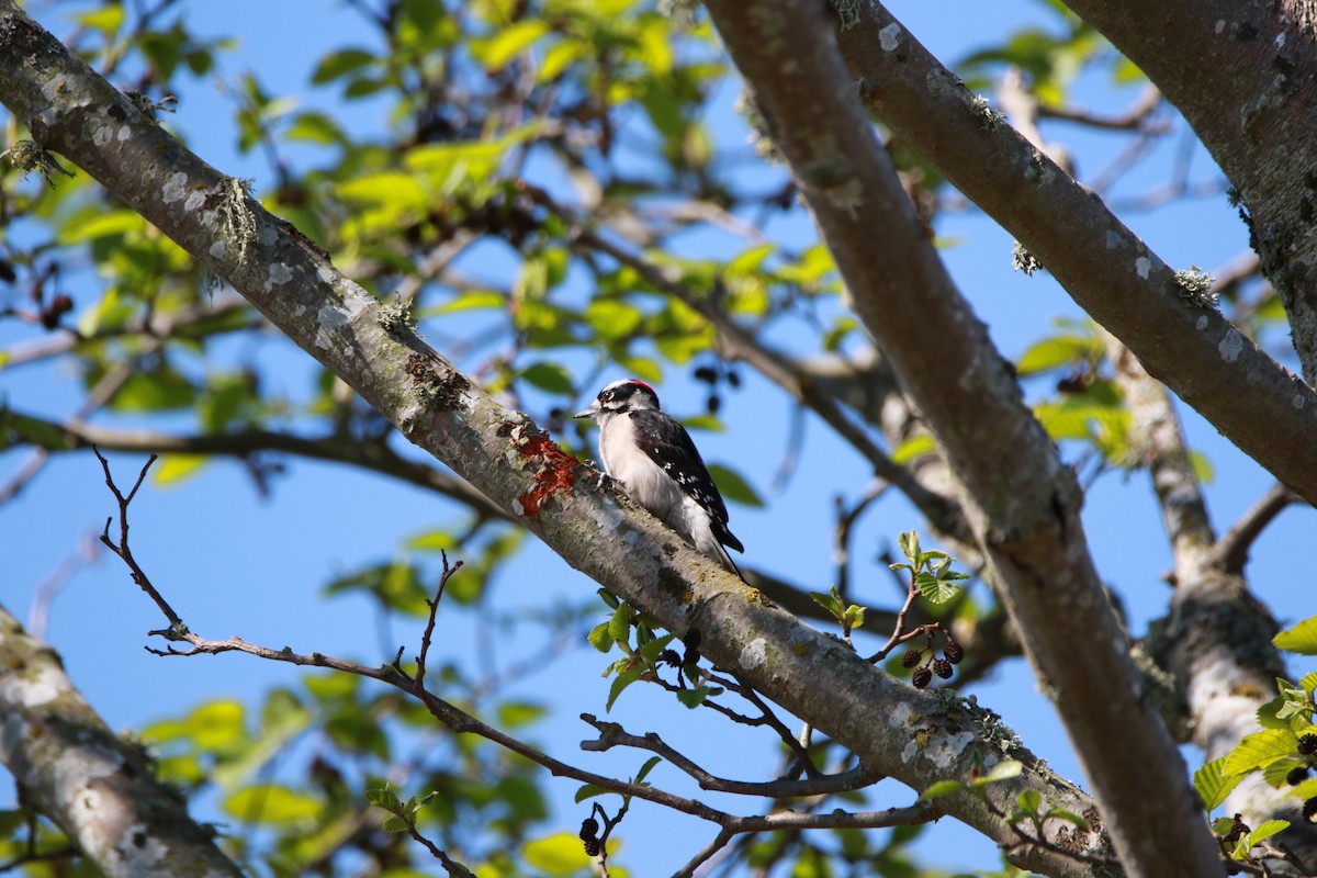 Downy Woodpecker - ML428380201