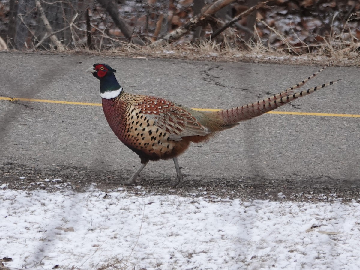 Ring-necked Pheasant - Liz Soria