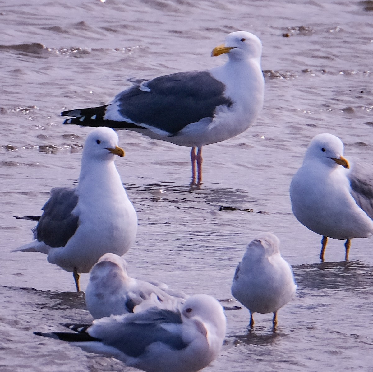 Goéland d'Audubon - ML428382171