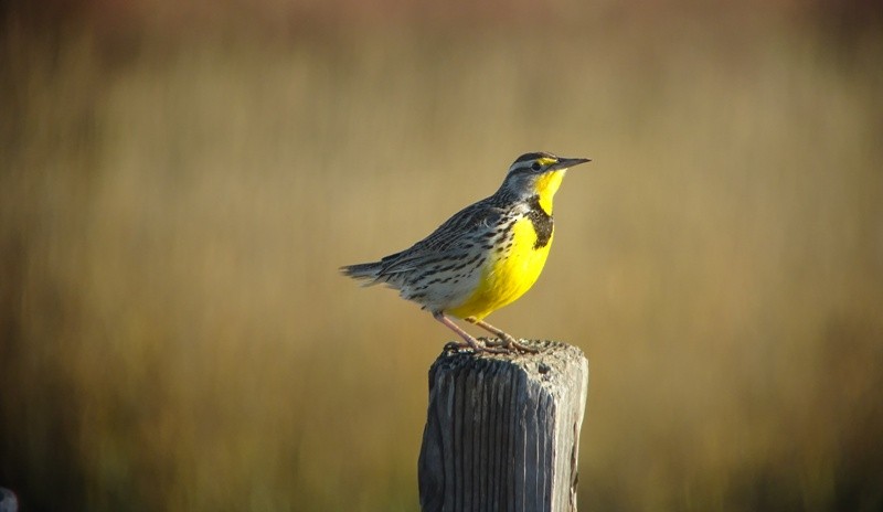 Western Meadowlark - Paolo Matteucci