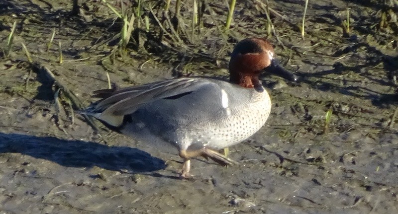 Green-winged Teal (American) - ML42838561