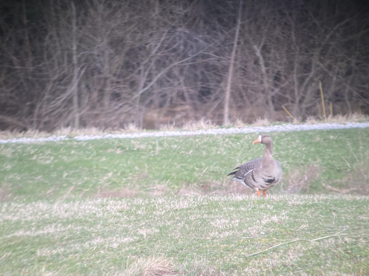 Greater White-fronted Goose - Lucas Weaver