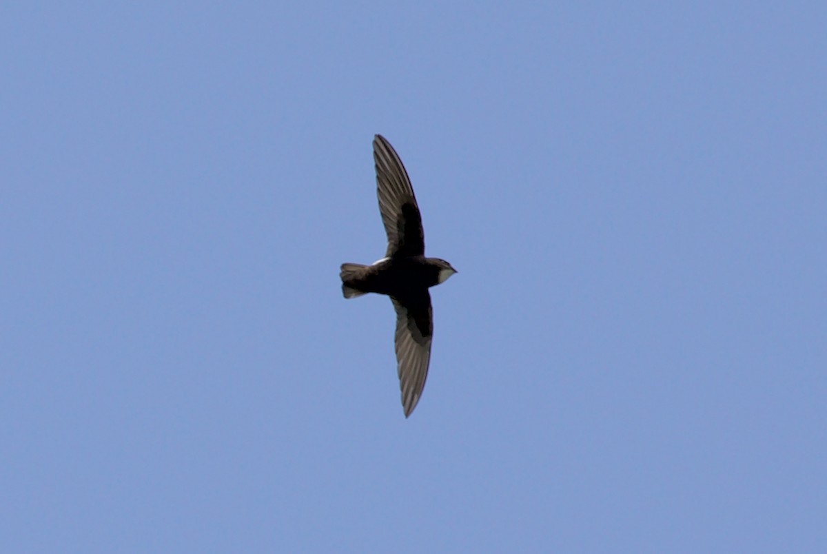 Little Swift - ML428388331