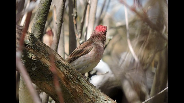 Cassin's Finch - ML428389591