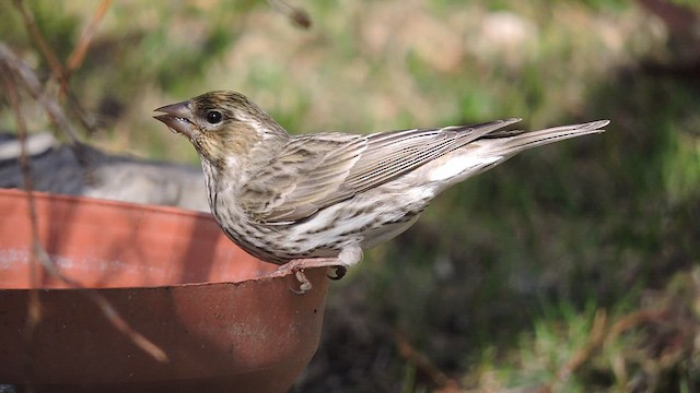 Cassin's Finch - ML428389721