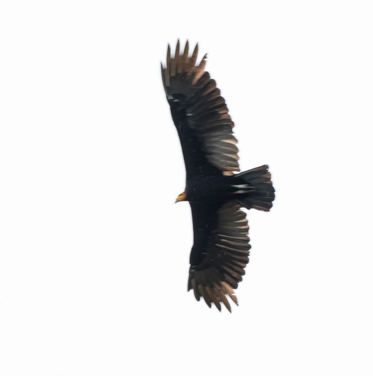 Greater Yellow-headed Vulture - ML428390141