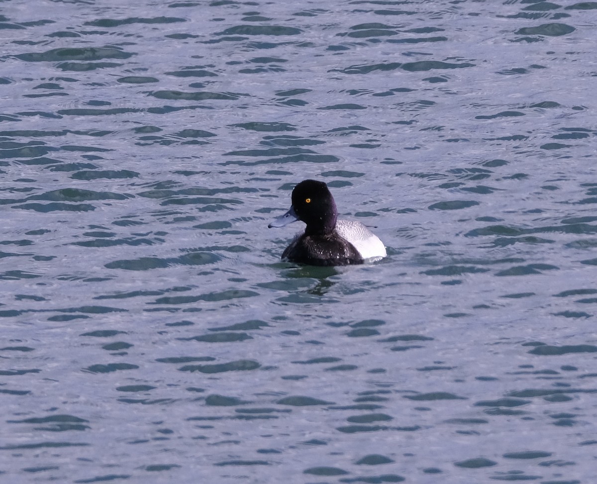 Lesser Scaup - ML428390311