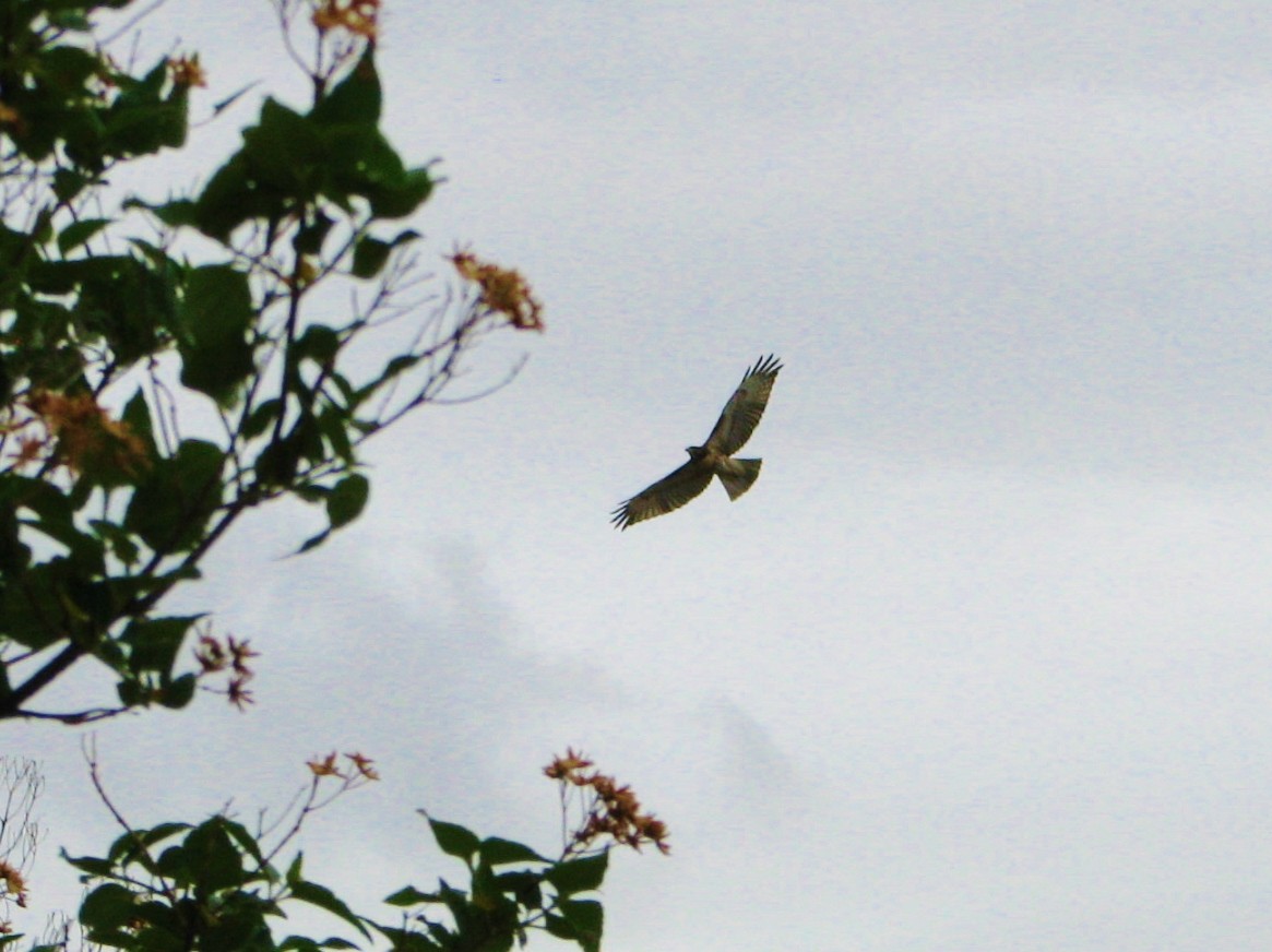 Poiana codarossa - ML42839391