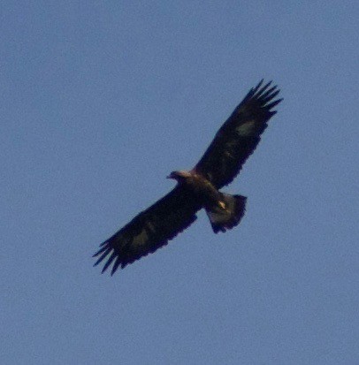 Golden Eagle - ML428395201