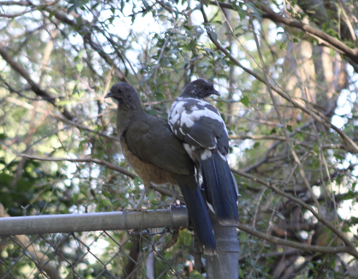 Plain Chachalaca - ML428396891