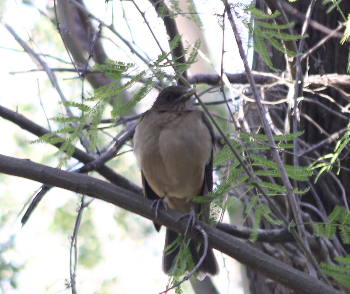 Clay-colored Thrush - ML428397961