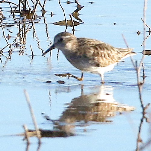 pygmésnipe - ML428401321