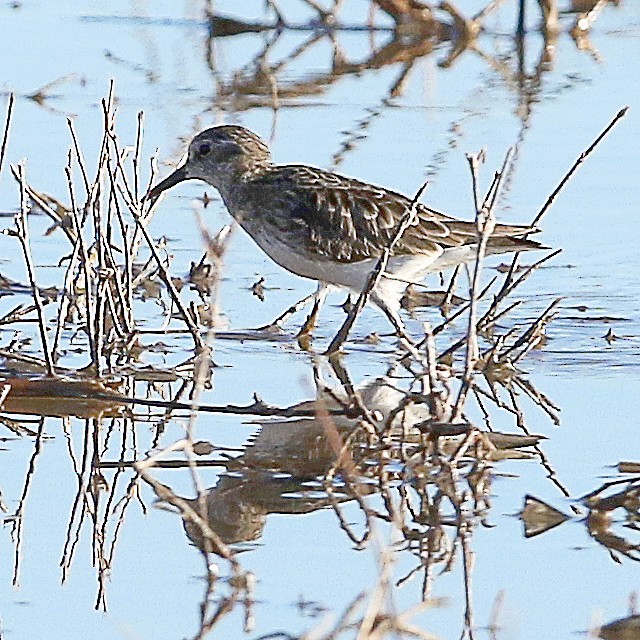 pygmésnipe - ML428401521