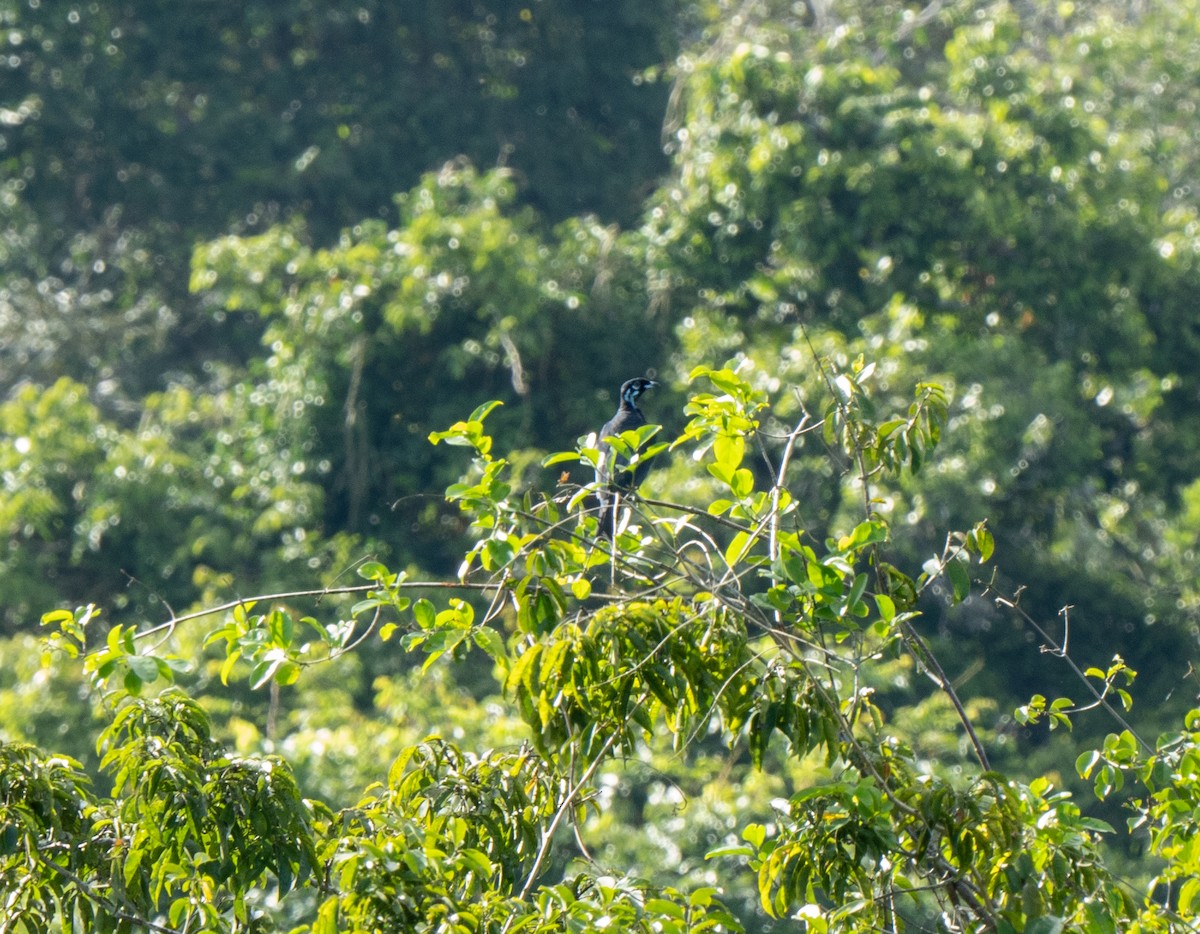 Bare-necked Fruitcrow - ML428403421