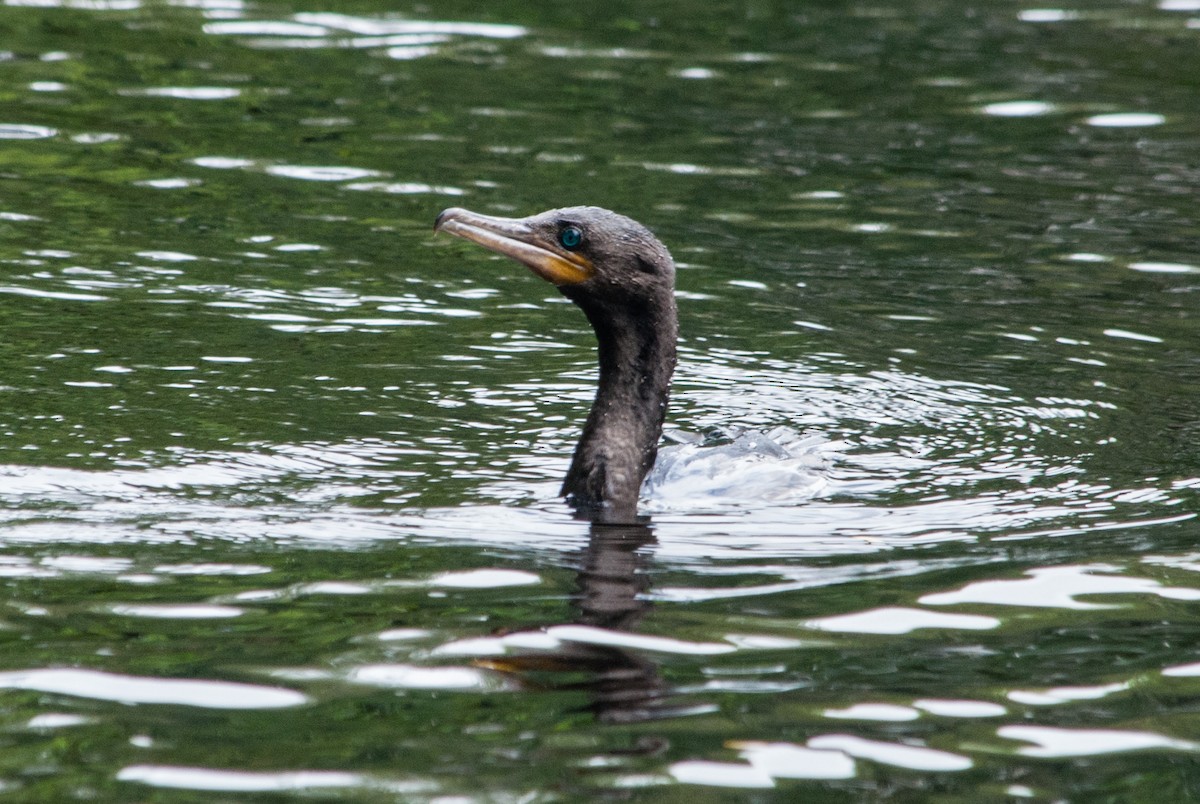 Neotropic Cormorant - ML428403511