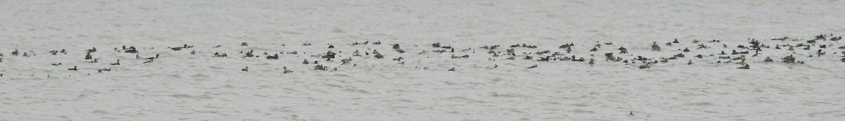 Black Scoter - ML42840531