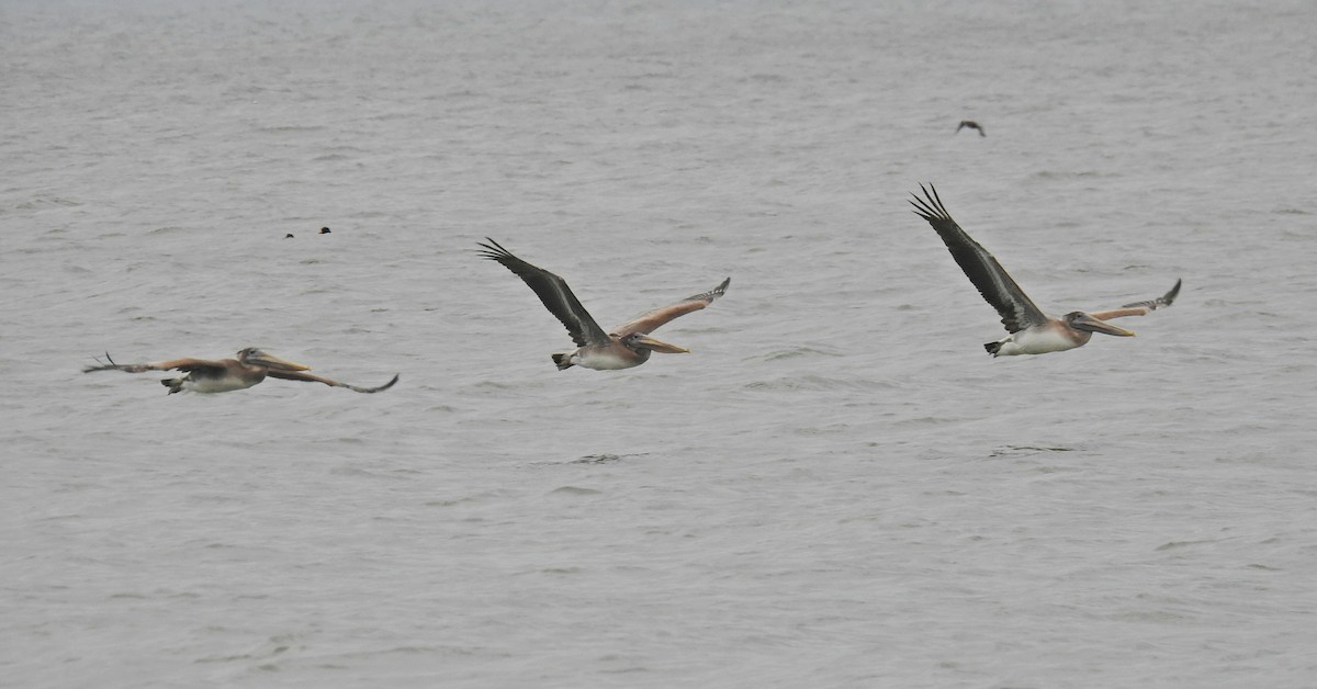 Brown Pelican - ML42840561