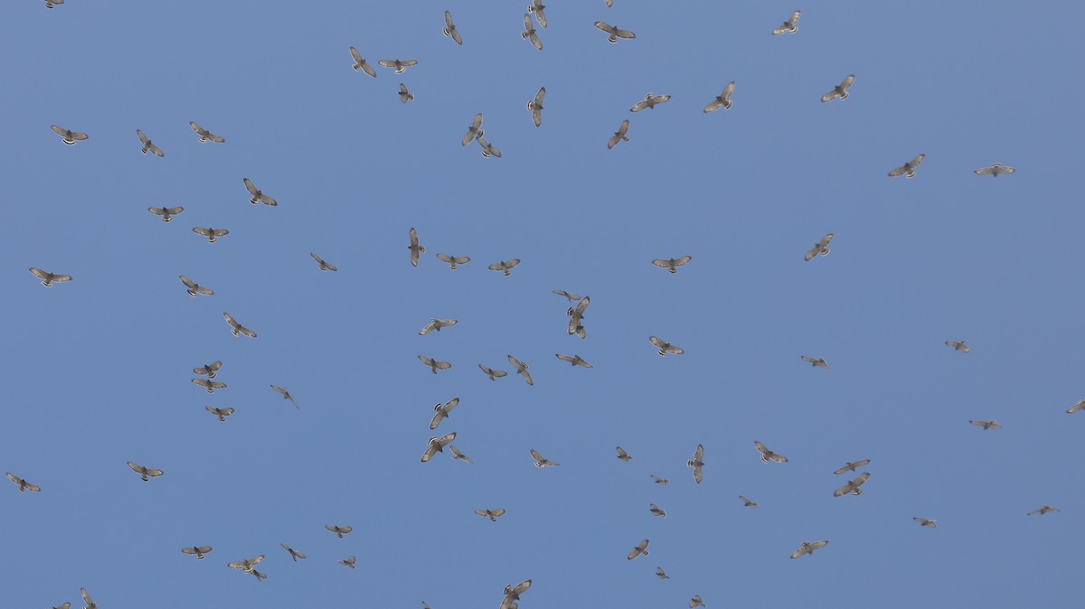 Broad-winged Hawk - Andrew Orgill