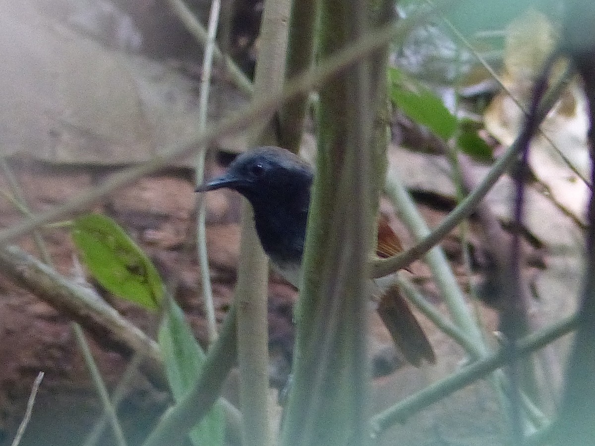 White-bellied Antbird - ML428407091