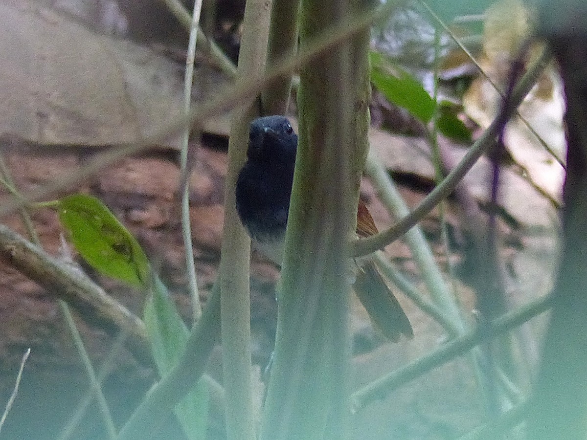 White-bellied Antbird - ML428407101