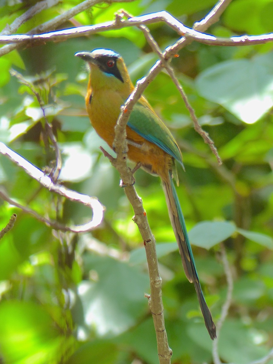 Whooping Motmot - ML428407211