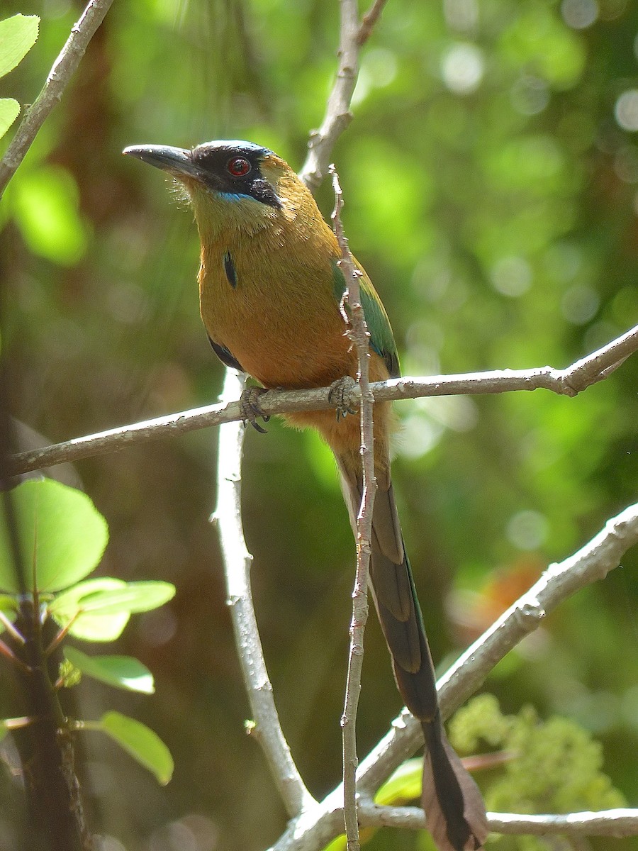 Whooping Motmot - ML428407221