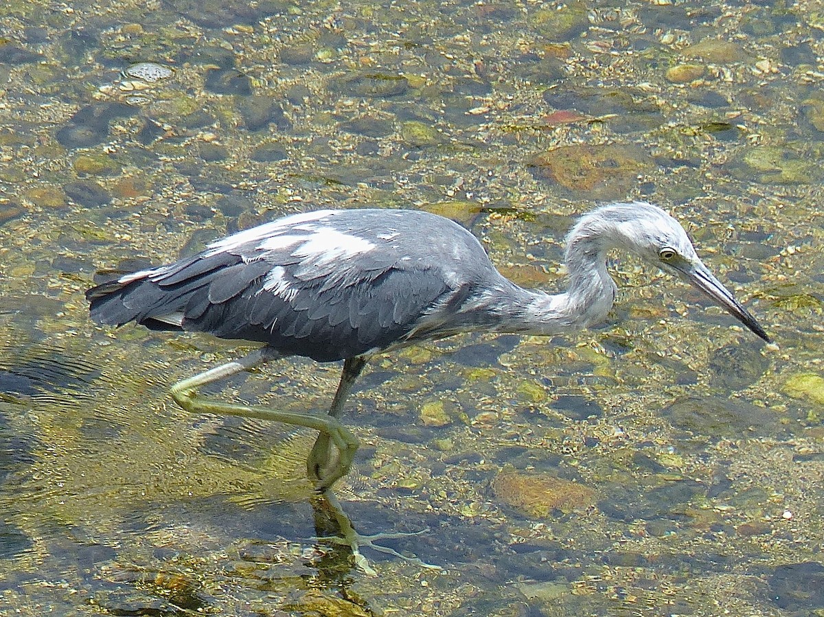 Little Blue Heron - ML428407401