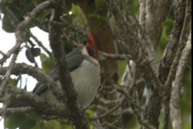 Red-crested Cardinal - ML428408