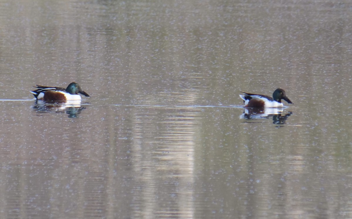 Northern Shoveler - ML428408911