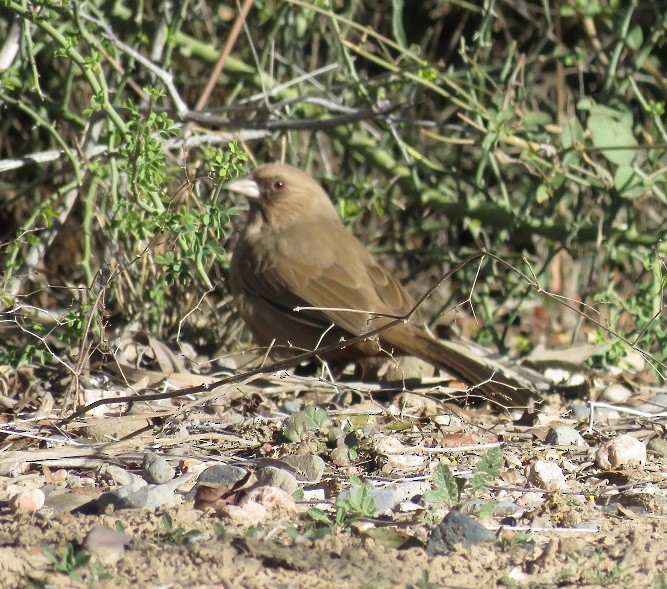 Abert's Towhee - ML42840901