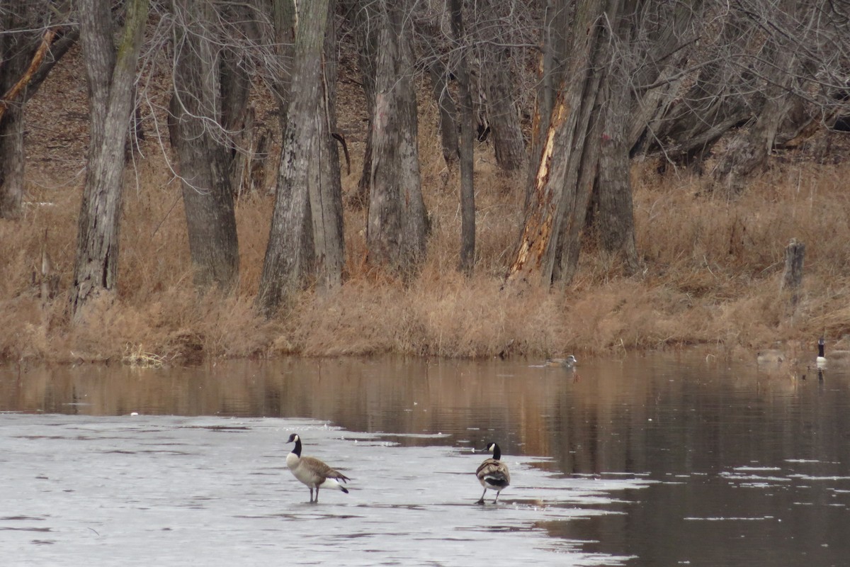 American Wigeon - ML428410301