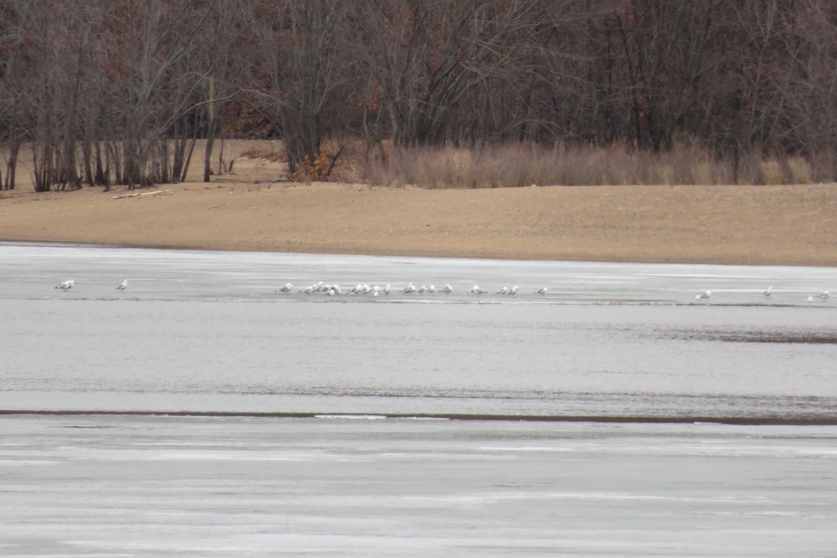 Ring-billed Gull - ML428410381