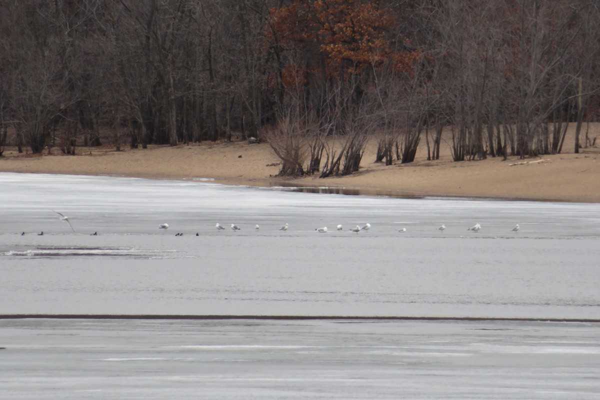 Ring-billed Gull - ML428410391