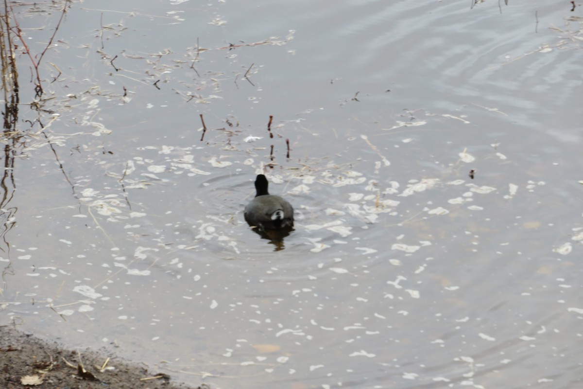 American Coot - ML428410431