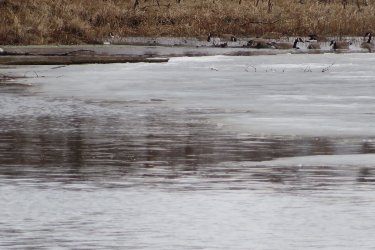 Canada Goose - ML428410561