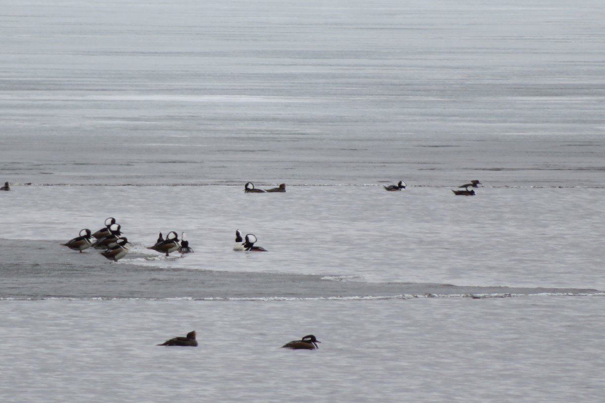 Hooded Merganser - ML428411021