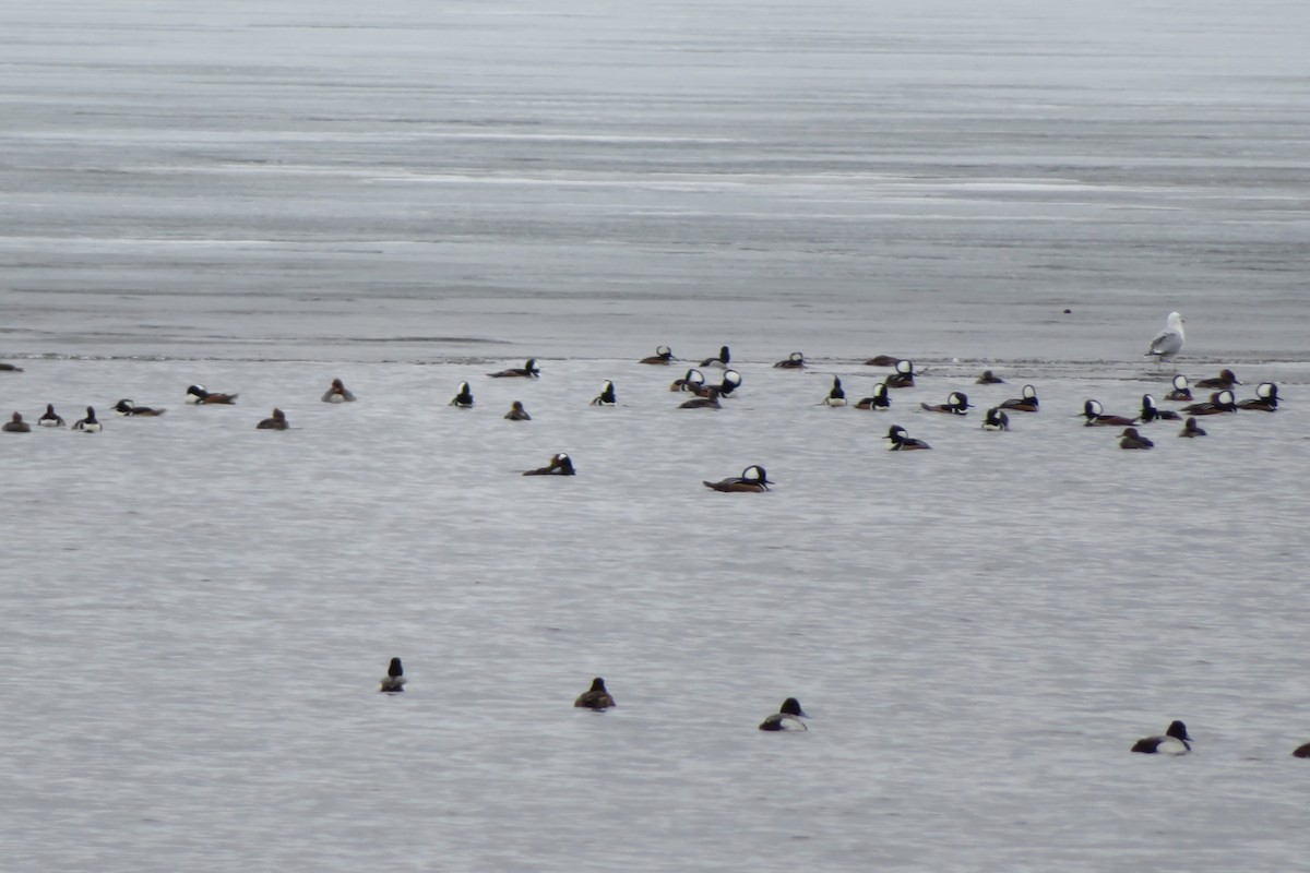 Hooded Merganser - ML428411041