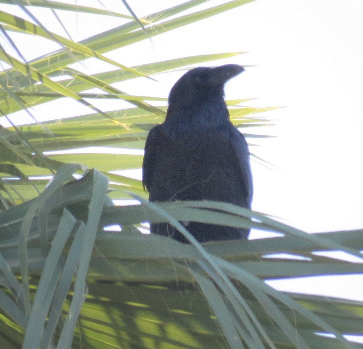 Common Raven - ML42841121