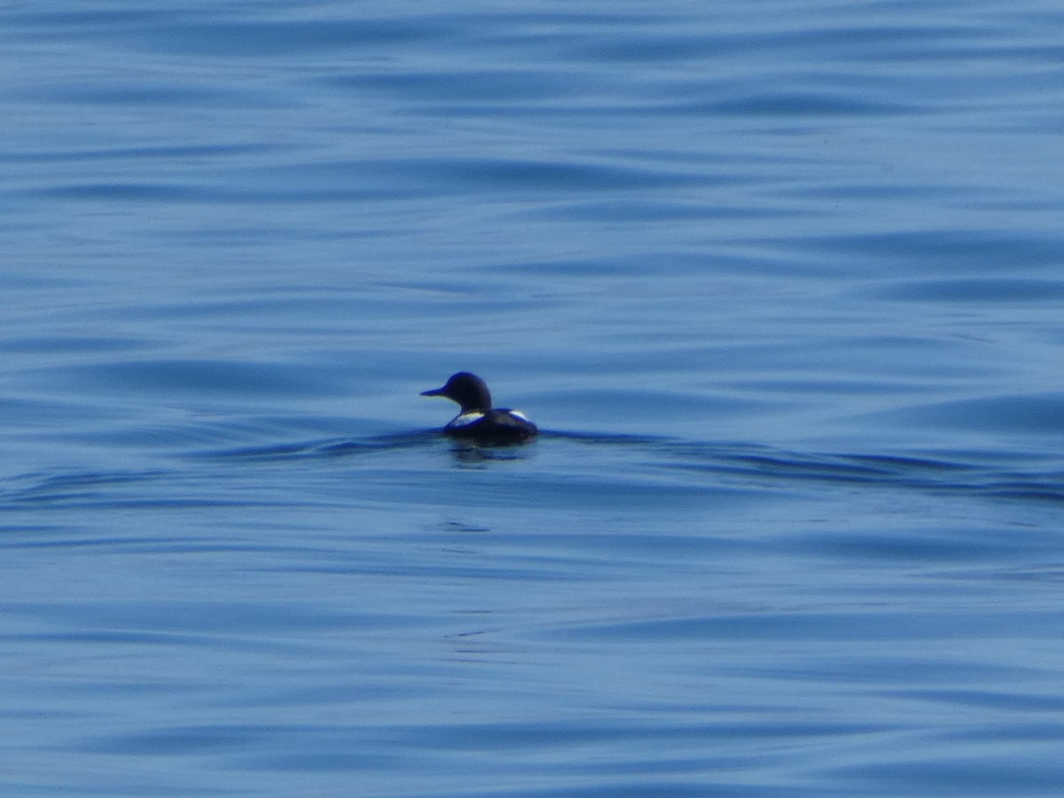 Pigeon Guillemot - ML428412511