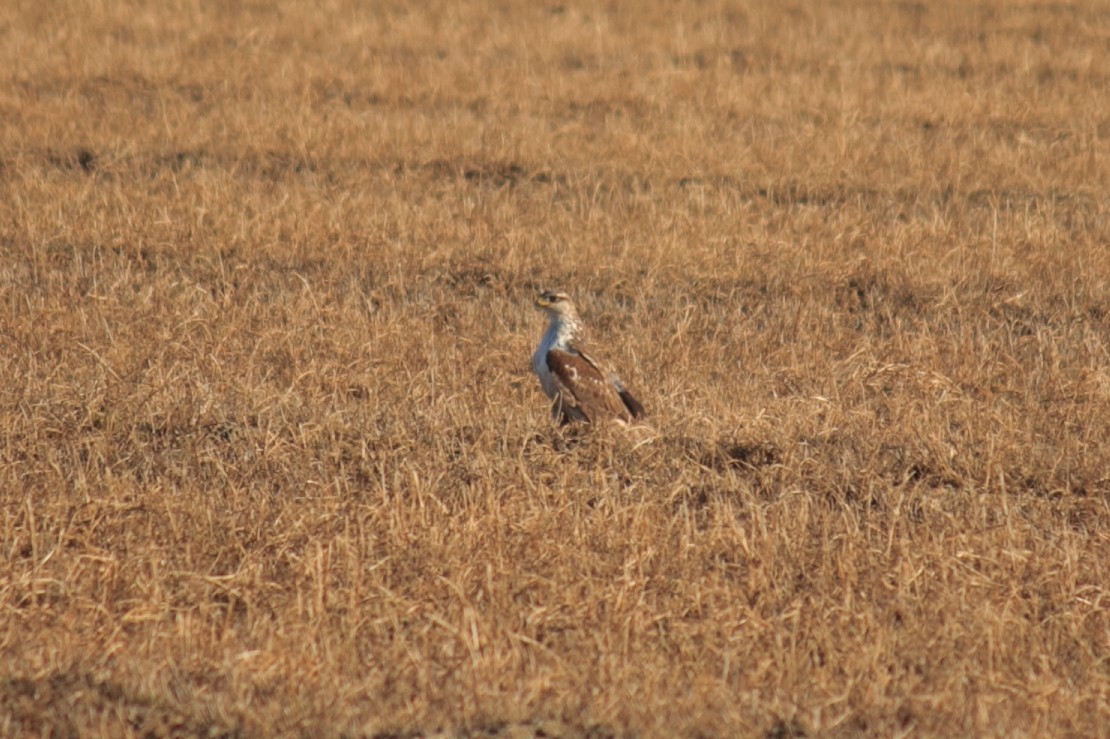 Ferruginous Hawk - Sean Smith