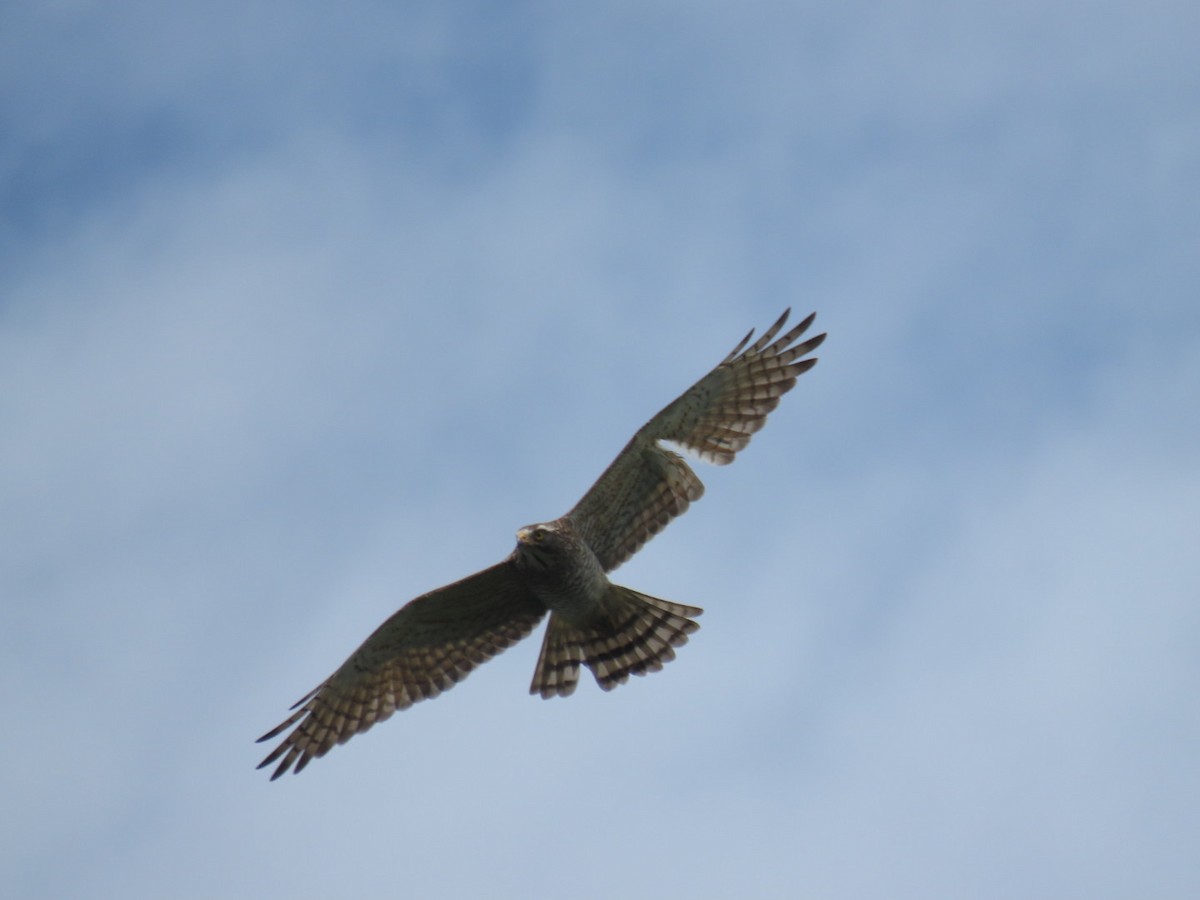 Gray-faced Buzzard - ML428413441