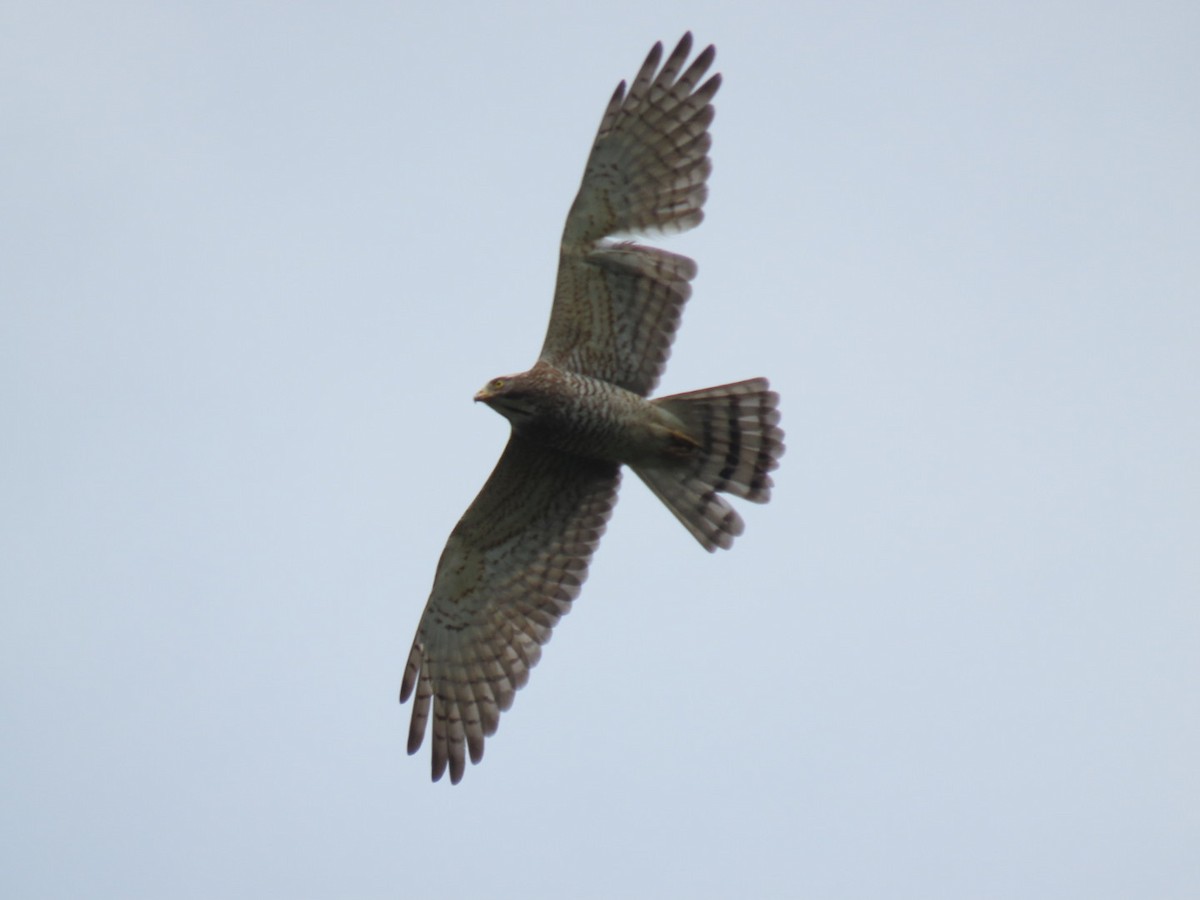 Gray-faced Buzzard - ML428413451