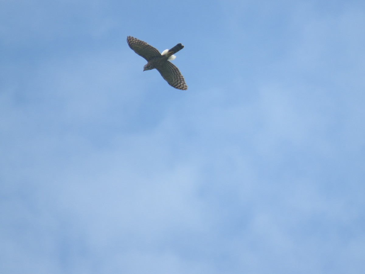 Crested Goshawk - ML428413481