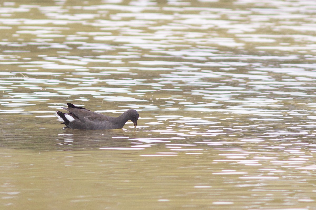 Dusky Moorhen - ML428414481