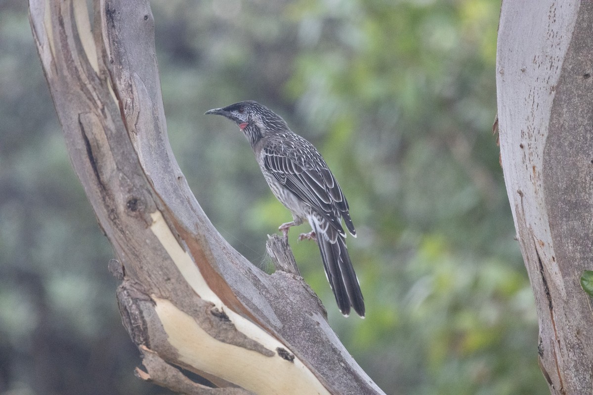 Red Wattlebird - ML428414511