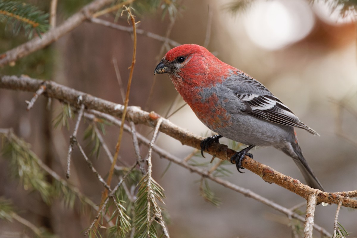 Pine Grosbeak - Dina Perry
